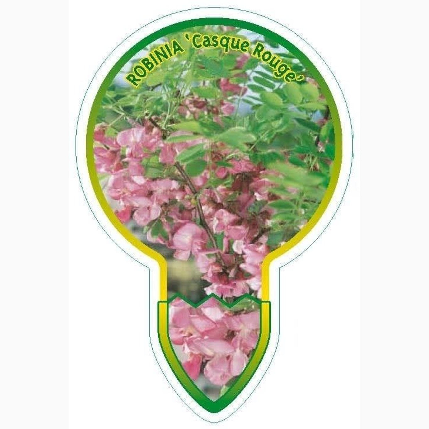 Robinia – Robinia mar. 'Casque Rouge' - C5 125-150 CM